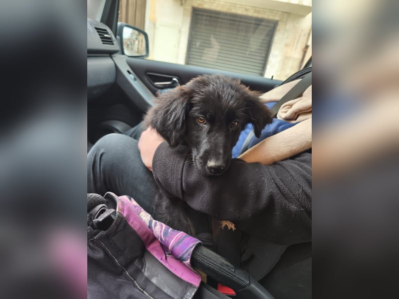 süßer Knut sucht sein Zuhause für immer