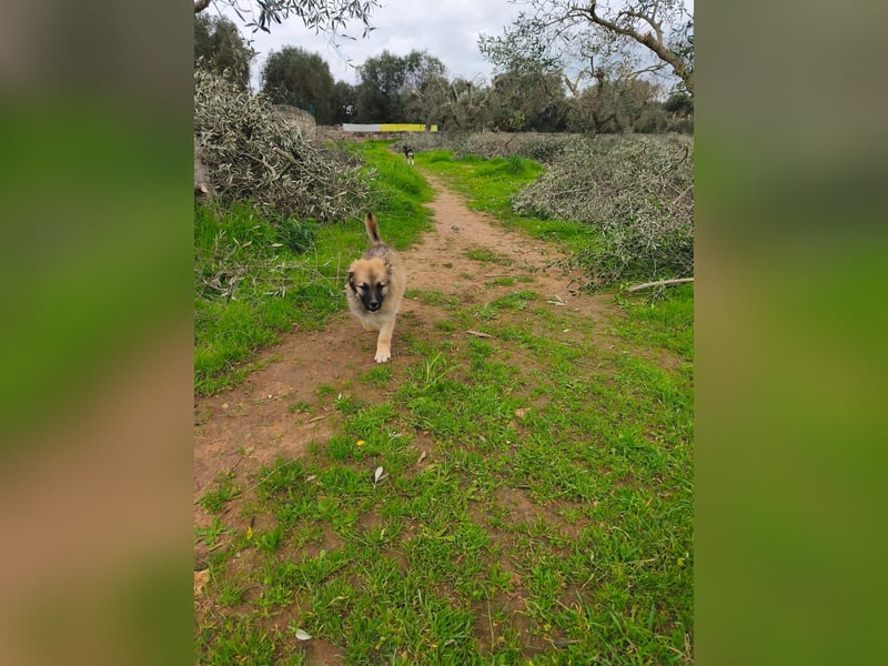 süßer Kalle sucht sein Zuhause