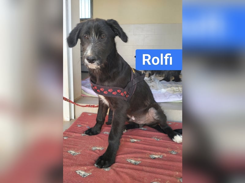 süßer Rolfi sucht sein Zuhause