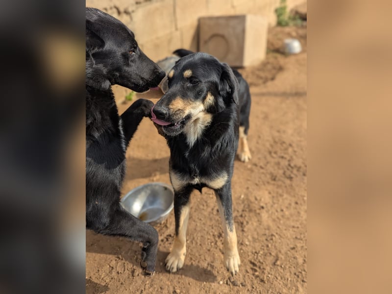 liebste Luisa sucht ihr Zuhause