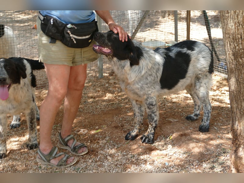 liebenswürdiger Magic sucht sein Zuhause