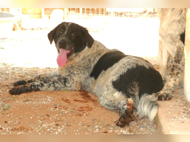 liebenswürdiger Magic sucht sein Zuhause