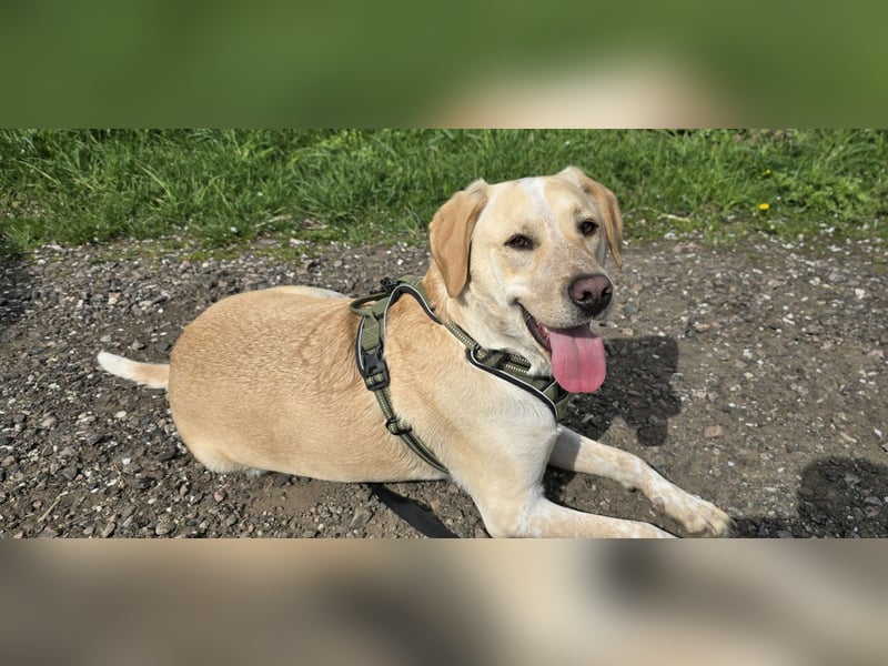 Nacho auf Pflegestelle in in 88273 Fronreute sucht sein Zuhause