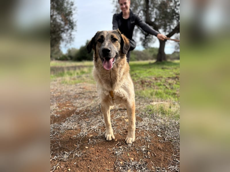 süßer Mack sucht sein Zuhause