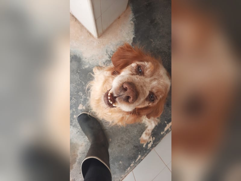 lieber Cocker sucht sein Zuhause für immer