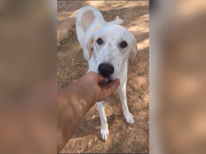 liebster Mister sucht sein Zuhause für immer