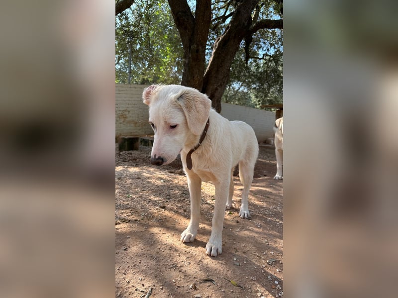 Linda sucht ihr Zuhause für immer