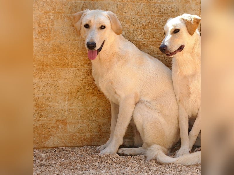 lieber Luke sucht nach seinem Zuhause