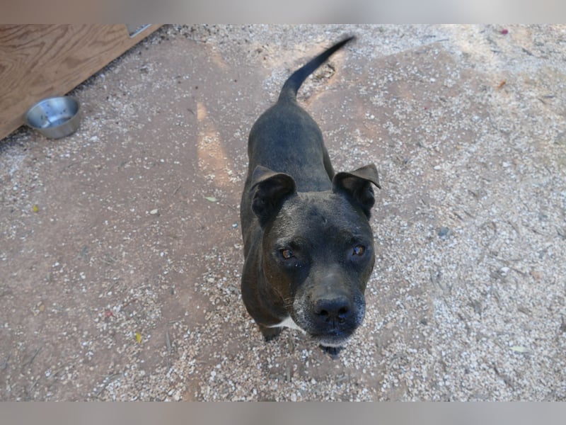 liebe Malu sucht ein liebevolles Zuhause in der Schweiz