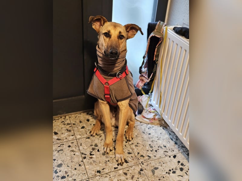 Brad auf Pflegestelle in 88273 Fronreute sucht sein Zuhause