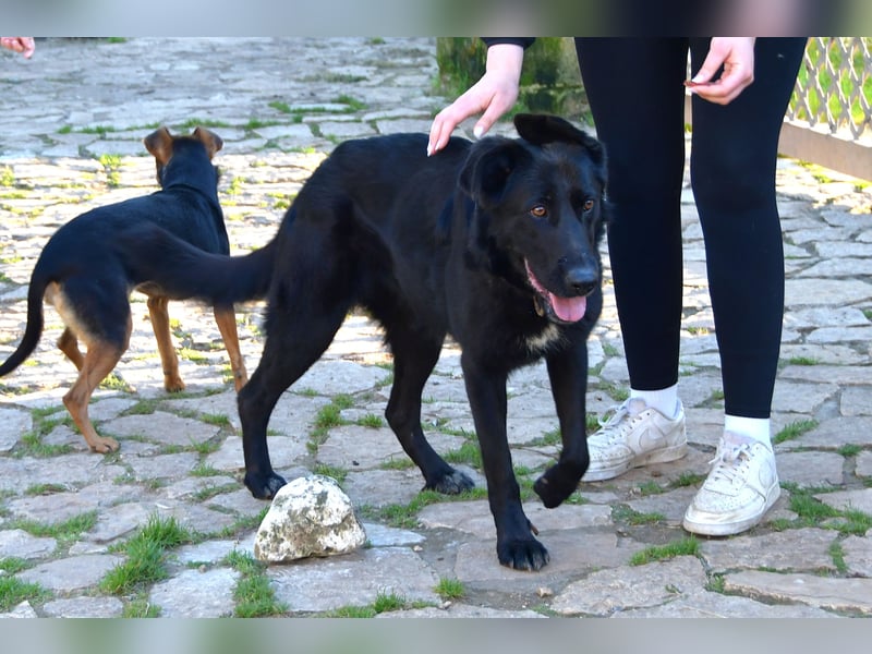 freundliche Zoe sucht ihr Zuhause für immer