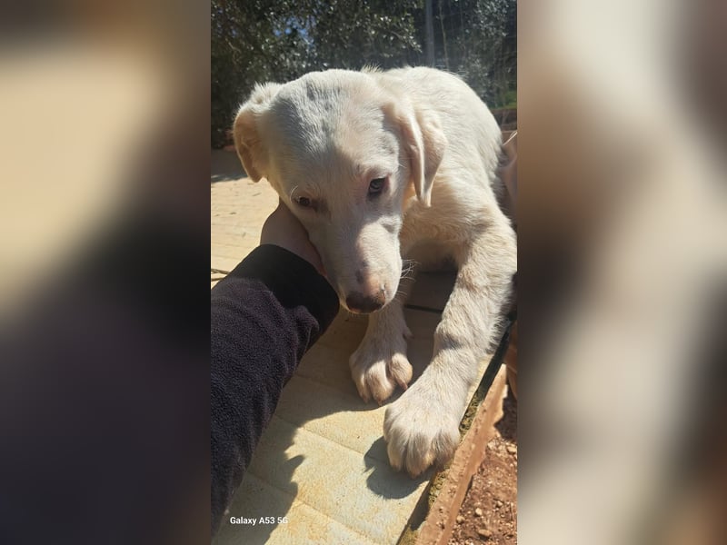 liebe Lilly wünscht sich ihr Zuhause für immer