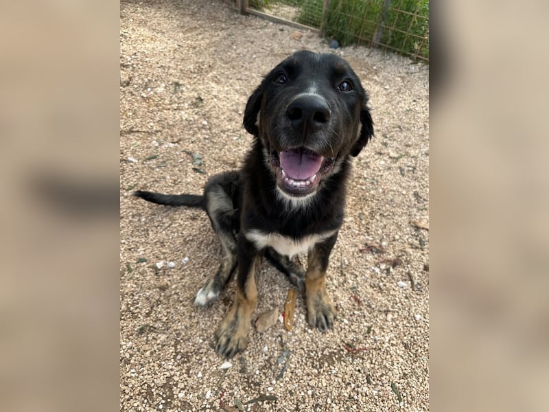 süßer Macho sucht sein kuscheliges Zuhause