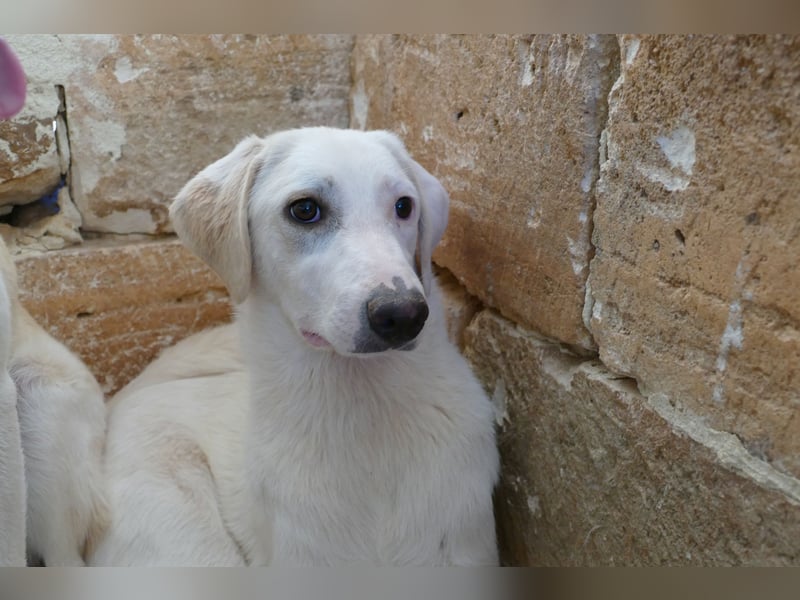 Linda sucht ihr Zuhause für immer