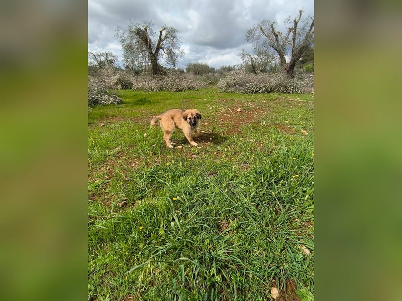 süßer Kalle sucht sein Zuhause