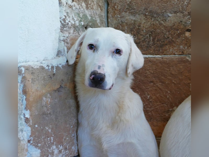 liebe Lilly wünscht sich ihr Zuhause für immer