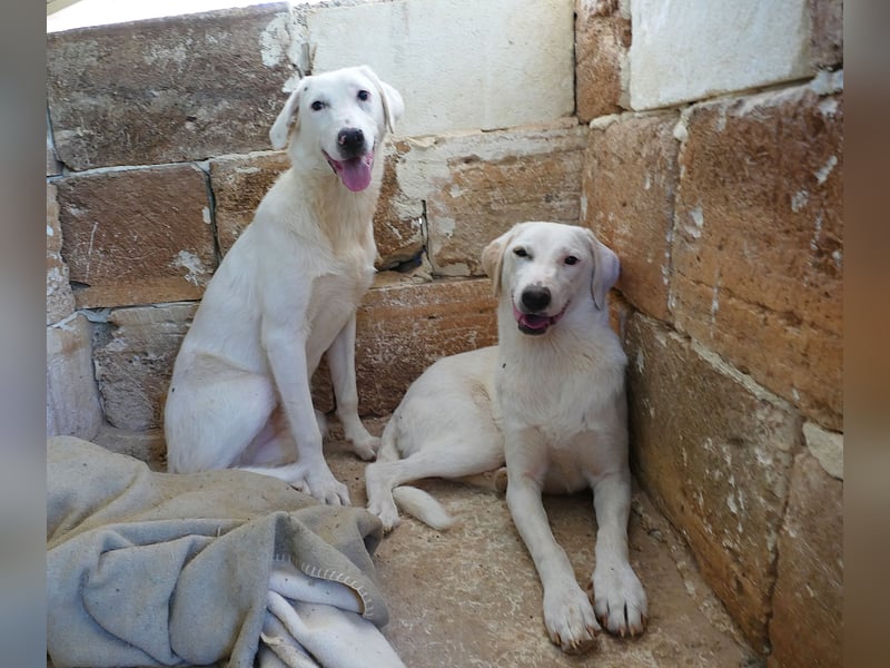 liebe Lilly wünscht sich ihr Zuhause für immer