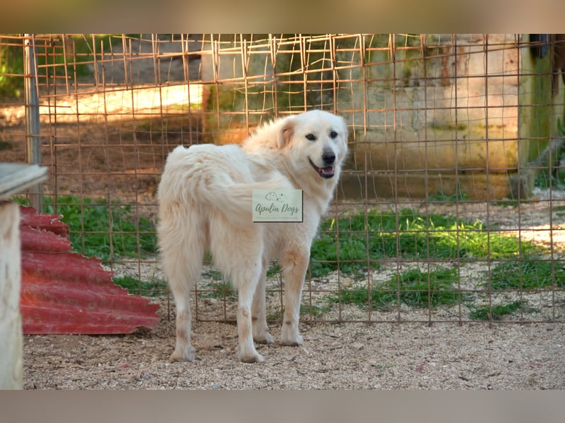 liebe Minka sucht noch ihr Zuhause