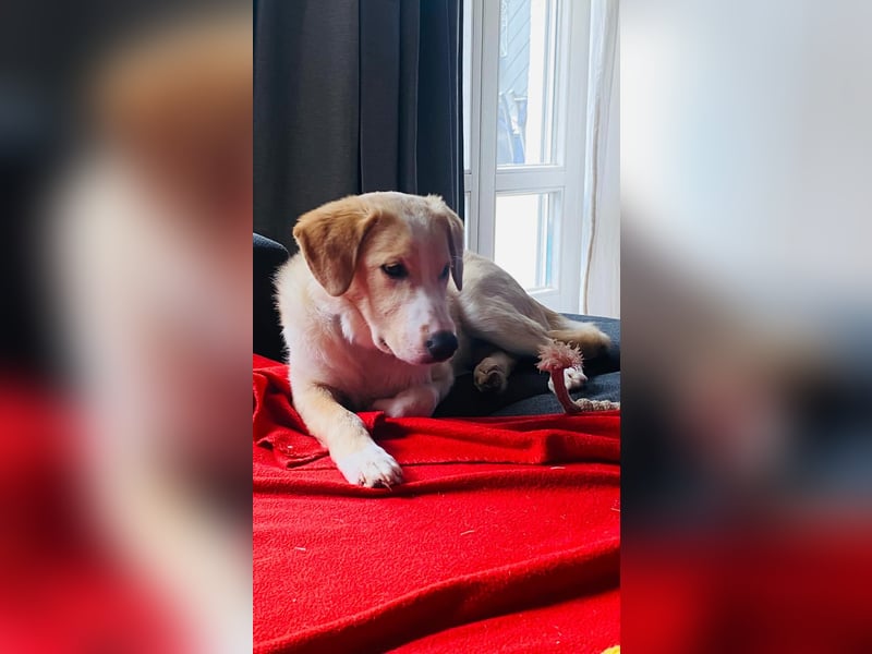 Luke auf Pflegestelle in München such sein kuscheliges Zuhause