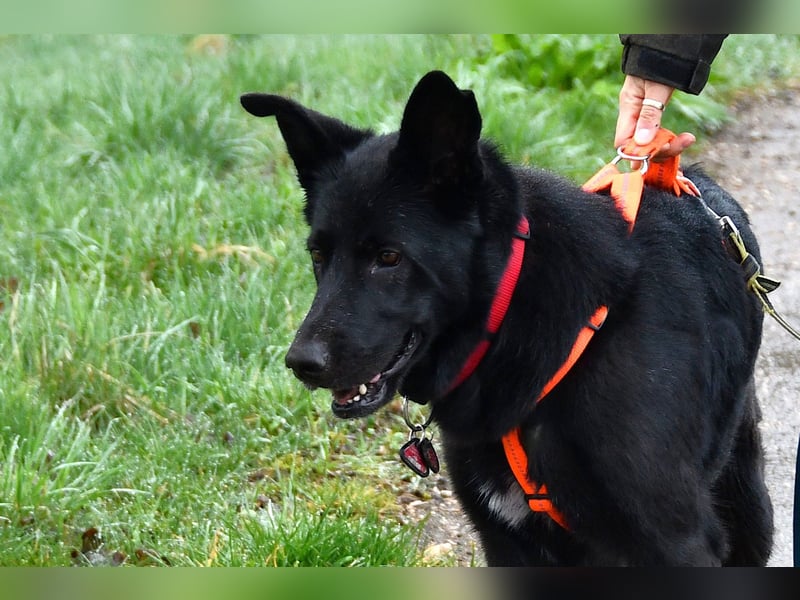 Barby auf Pflegestelle in 72488 Sigmaringen sucht ihr Zuhause