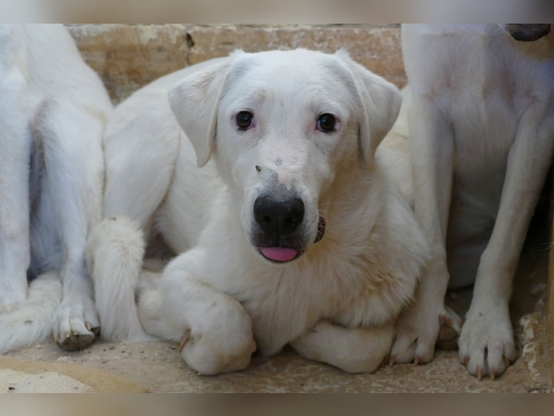 Loki wünscht sich sein Zuhause für immer