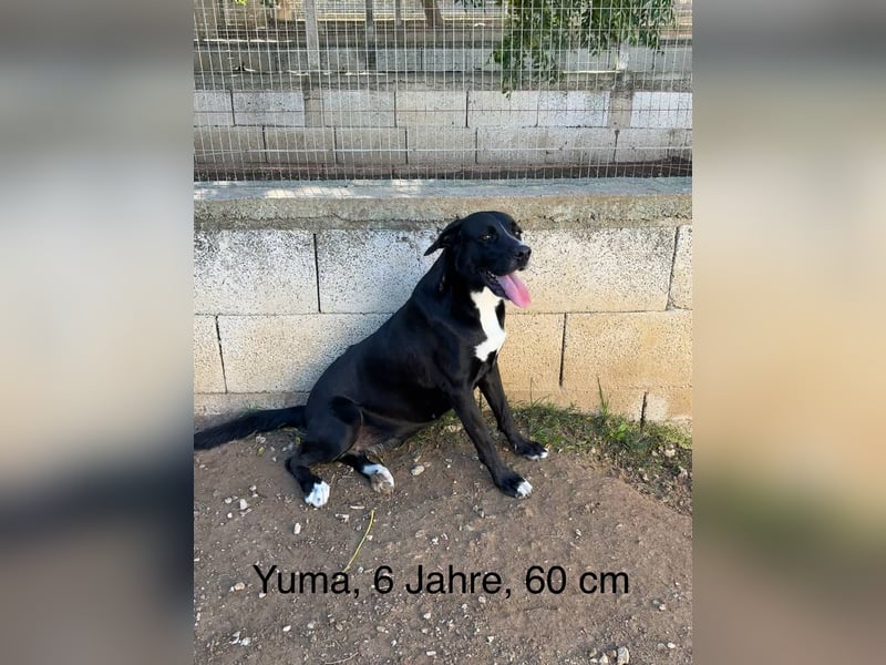 süße Yuma sucht nach ihrem Zuhause für immer