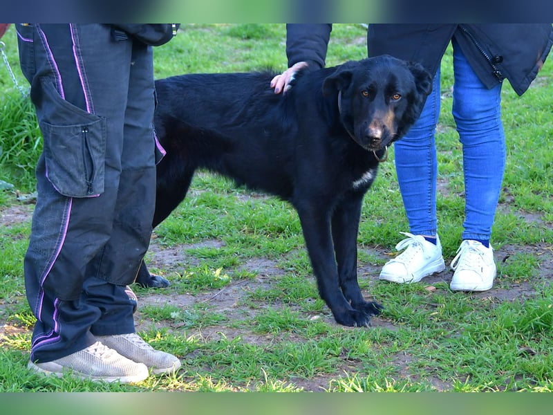 freundliche Zoe sucht ihr Zuhause für immer