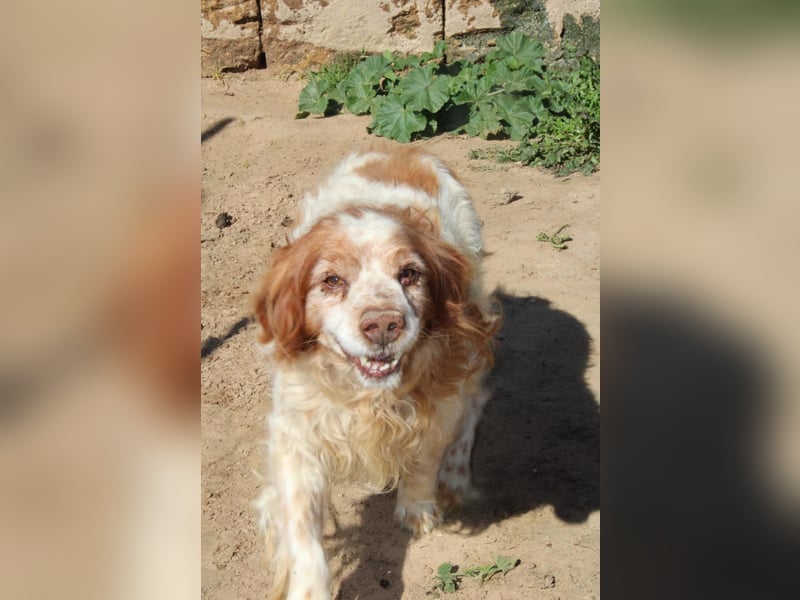 lieber Cocker sucht sein Zuhause für immer