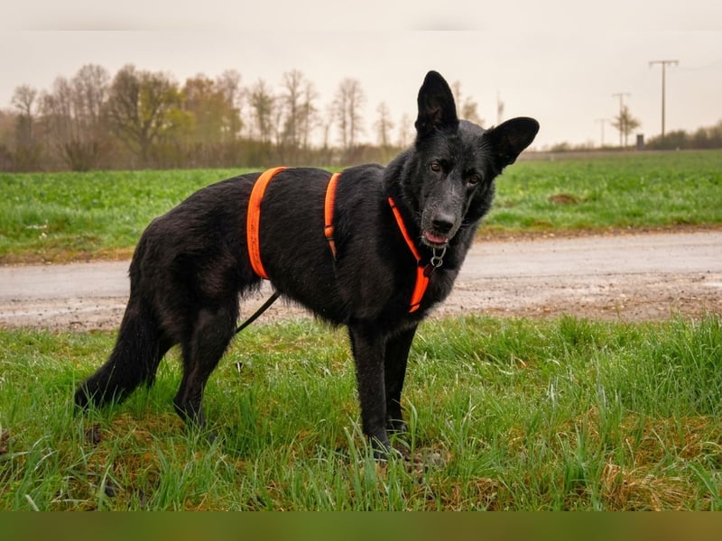 Barby auf Pflegestelle in 72488 Sigmaringen sucht ihr Zuhause