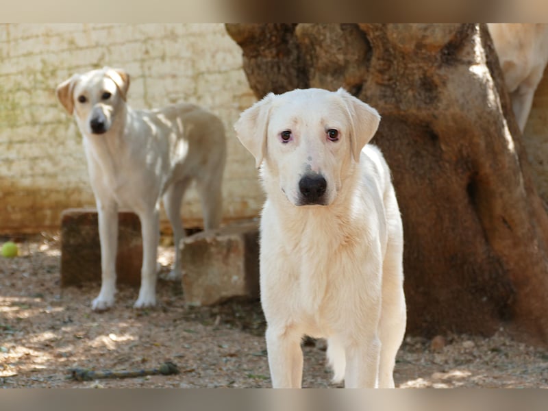 Loki wünscht sich sein Zuhause für immer