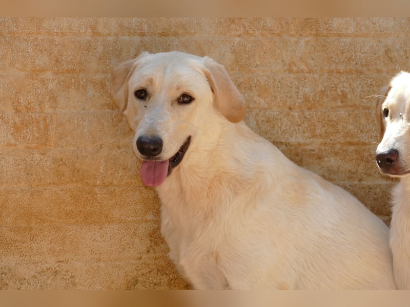 lieber Luke sucht nach seinem Zuhause