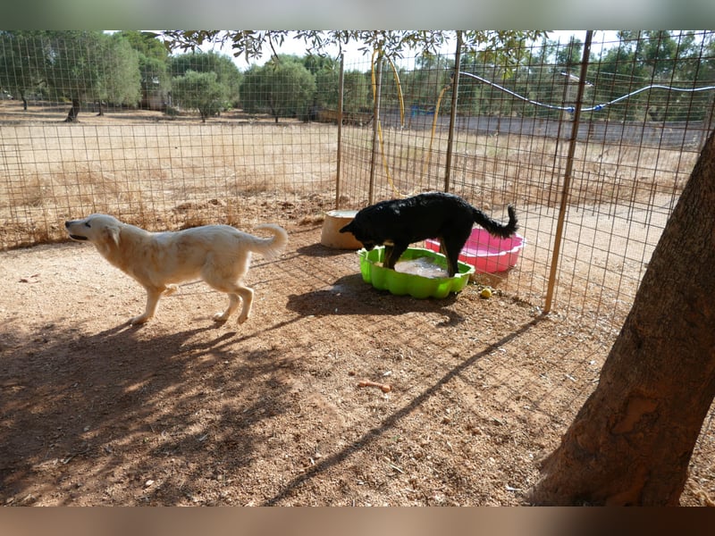 süßer Macho sucht sein kuscheliges Zuhause