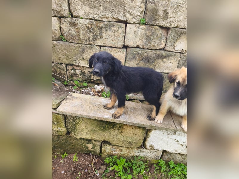 süßer Knut sucht sein Zuhause für immer