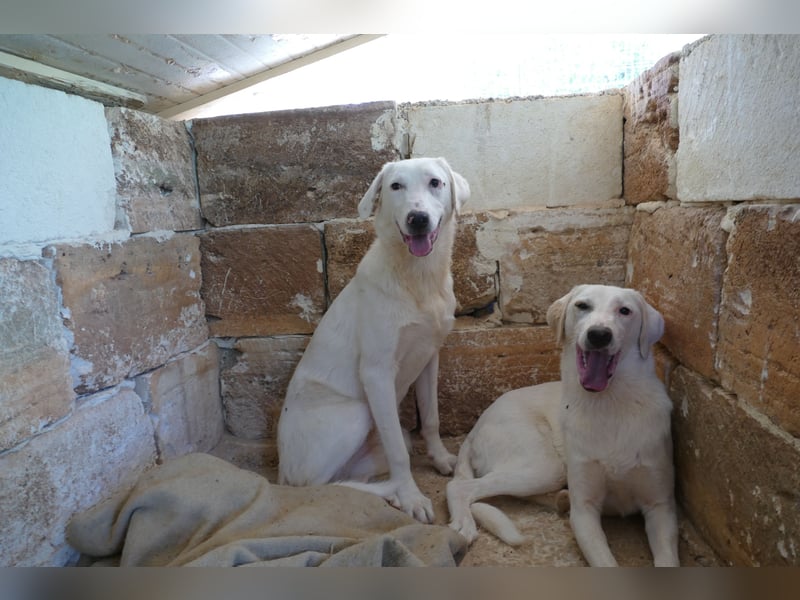 liebe Lilly wünscht sich ihr Zuhause für immer