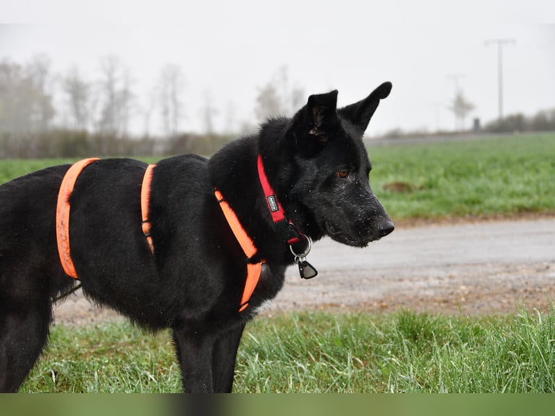 Barby auf Pflegestelle in 72488 Sigmaringen sucht ihr Zuhause