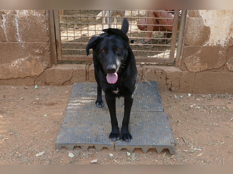 freundliche Zoe sucht ihr Zuhause für immer