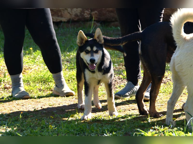 süßer Rocky sucht sein Zuhause für immer