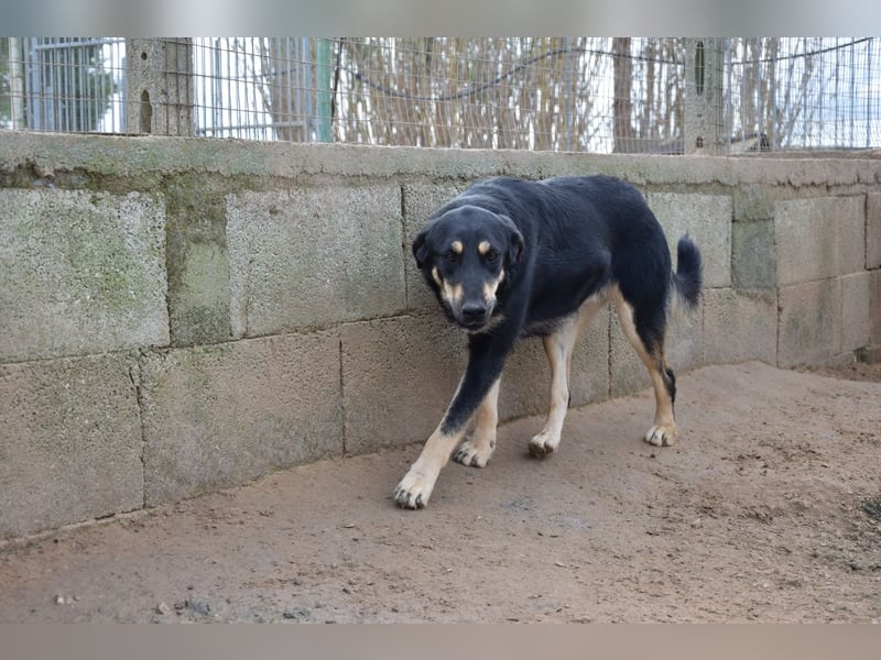 liebste Luisa sucht ihr Zuhause