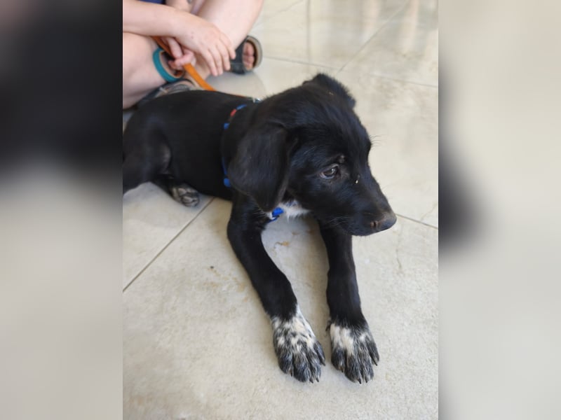 süßer Benno wünscht sich Zuhause süßer Benno wünscht sich Zuhause