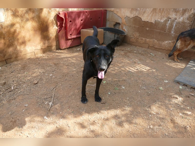 freundliche Zoe sucht ihr Zuhause für immer