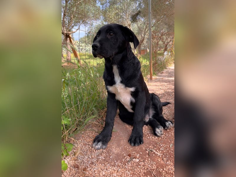 lieber Misha wünscht sich sein Zuhause