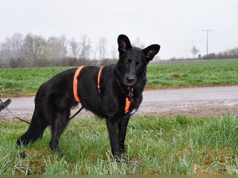 Barby auf Pflegestelle in 72488 Sigmaringen sucht ihr Zuhause