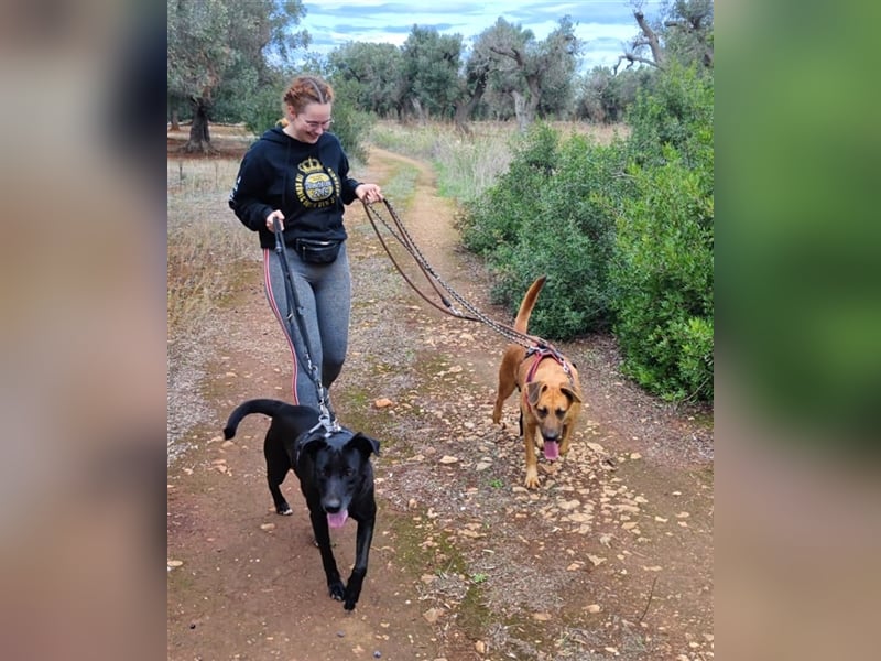 Susy sucht ein Zuhause