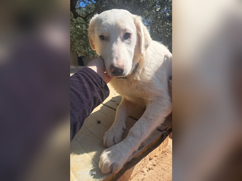 liebe Lilly wünscht sich ihr Zuhause für immer