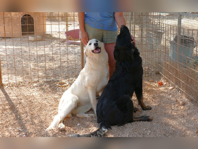 liebe Minka sucht noch ihr Zuhause