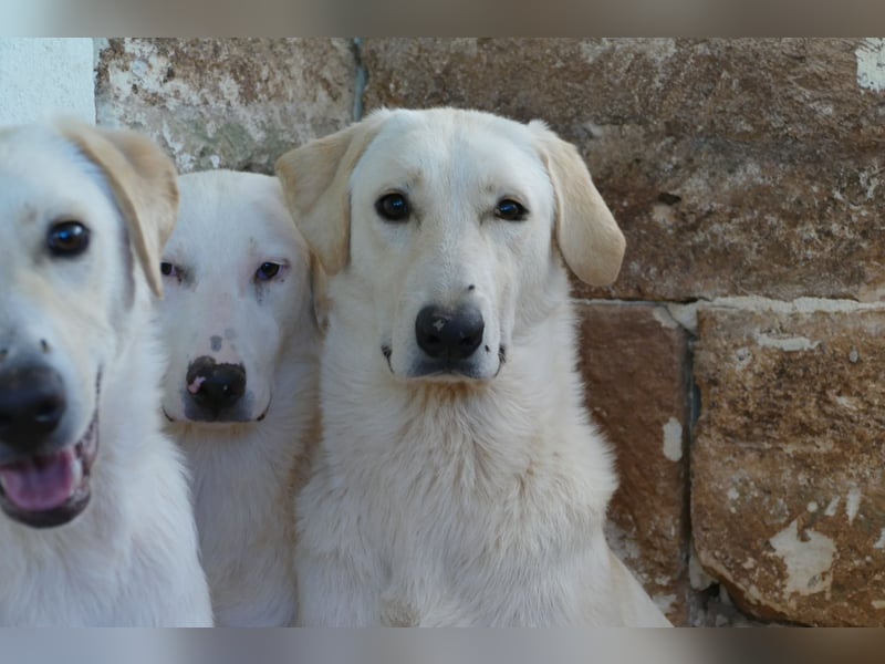 lieber Luke sucht nach seinem Zuhause