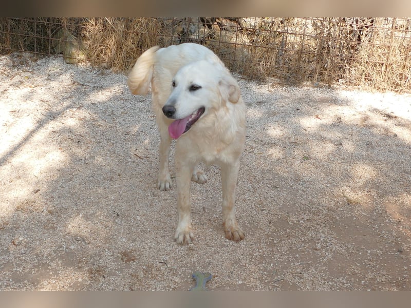 liebe Minka sucht noch ihr Zuhause