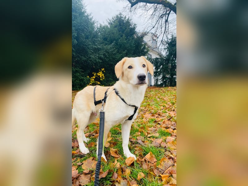 Luke auf Pflegestelle in München such sein kuscheliges Zuhause