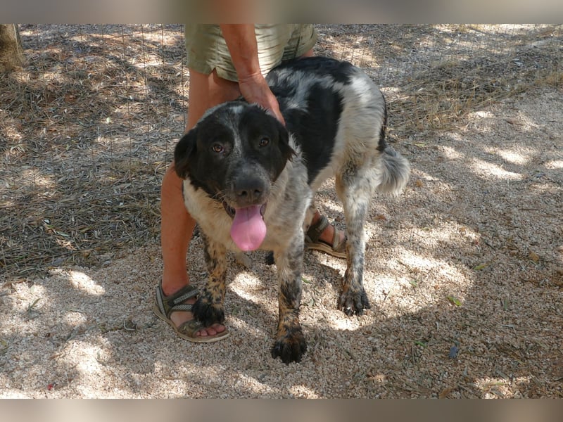 liebenswürdiger Magic sucht sein Zuhause