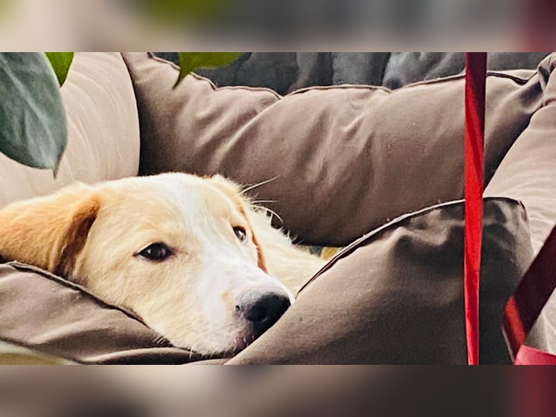 Luke auf Pflegestelle in München such sein kuscheliges Zuhause